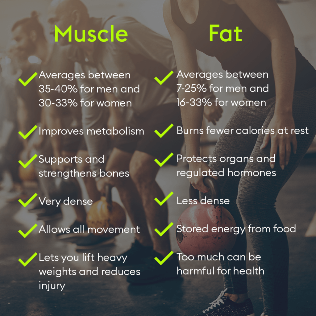 How to know if you have more muscle than fat Is Muscle Heavier Than Fat